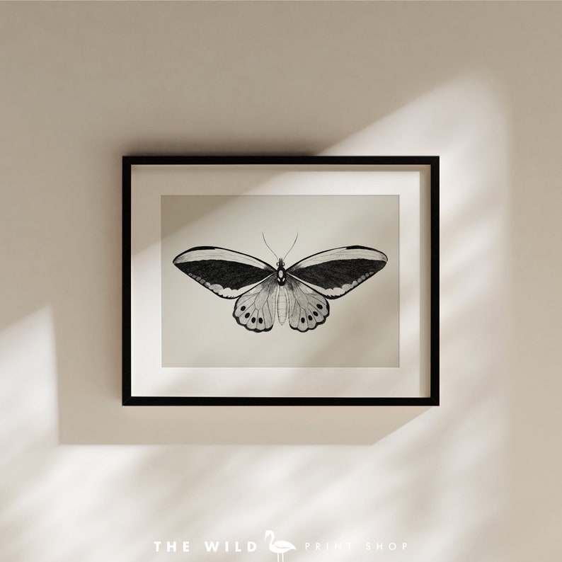 May include: A black and white illustration of a butterfly with its wings spread wide. The butterfly is framed in a black frame with a white mat.