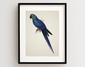 Vintage Parrot Print, Macaw Print, Parrot Print, Vintage Bird Print, Bird Wall Art, Bird Art Vertical