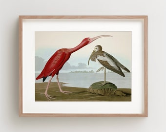 Vintage Bird Print, Scarlet Ibis Print, Bird Wall Art, Audubon Bird Print, Bird Art, Horizontal