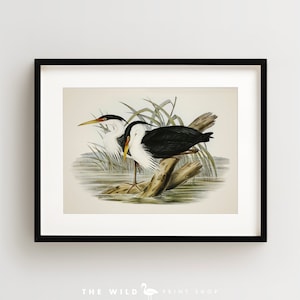 Vintage Bird Print, Egret Print, Coastal Bird Print, Bird Wall Art, Bird Art, Horizontal