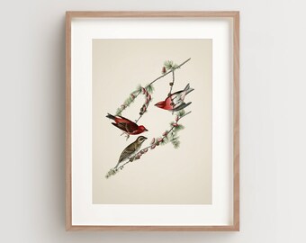 Vintage Bird Print, Purple Finch Print, Bird Wall Art, Audubon Bird Print, Bird Art Vertical