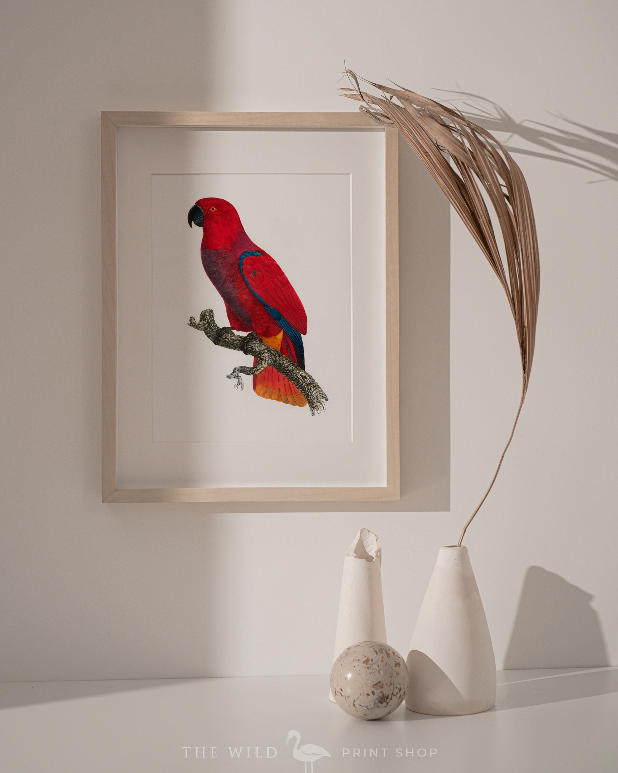 Vintage Parrot Print Eclectus Parrot Print Parrot Print | Etsy