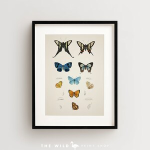 Vintage Butterfly Print, Butterfly Art Print, Butterfly Wall Art Vertical