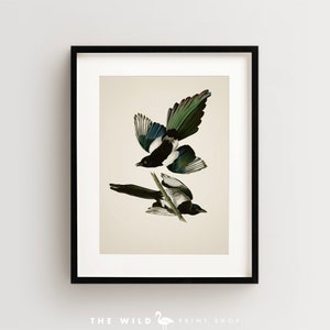 Vintage Bird Print, American Magpie Print, Bird Wall Art, Audubon Bird Print, Bird Art Vertical