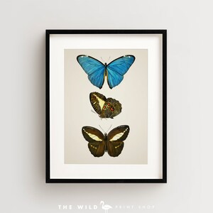 Vintage Butterfly Print, Butterfly Art Print, Butterfly Wall Art Vertical