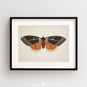 Vintage Butterfly Print, Butterfly Art Print, Butterfly Wall Art, Horizontal