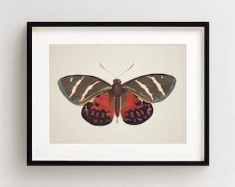 Vintage Butterfly Print, Butterfly Art Print, Butterfly Wall Art, Horizontal