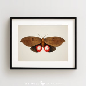 Vintage Butterfly Print, Butterfly Art Print, Butterfly Wall Art, Horizontal