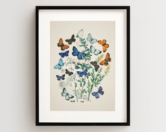 Vintage Butterfly Print, Butterfly Art Print, Butterfly Wall Art Vertical