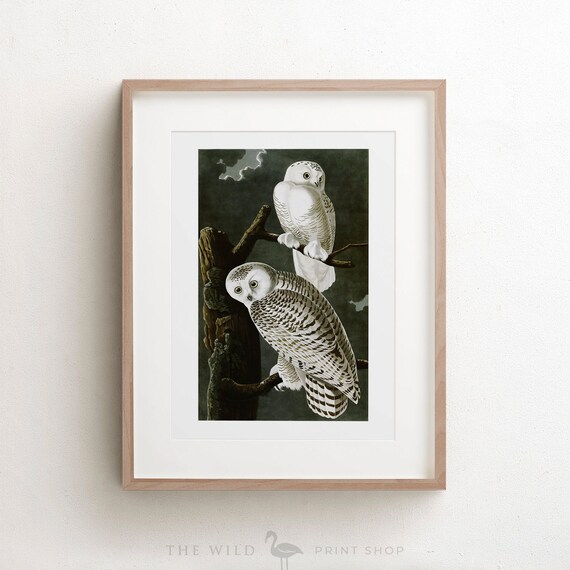 Vintage Bird Print Snowy Owl Print Bird Wall Art Audubon | Etsy
