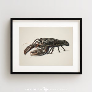 Lobster Print, Vintage Lobster Print, Lobster Wall Art, Nautical Print, Horizontal