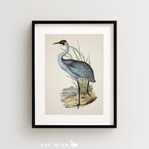 Vintage Bird Print, Crane Print, Coastal Bird Print, Bird Wall Art, Bird Art Vertical