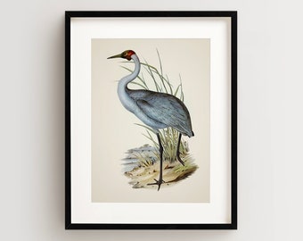 Vintage Bird Print, Crane Print, Coastal Bird Print, Bird Wall Art, Bird Art Vertical