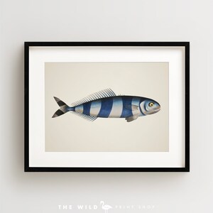 Vintage Fish Print, Tropical Fish Print, Fish Wall Art, Nautical Print, Horizontal