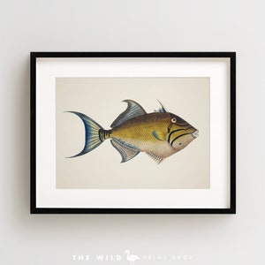Vintage Fish Print, Tropical Fish Print, Fish Wall Art, Nautical Print, Horizontal