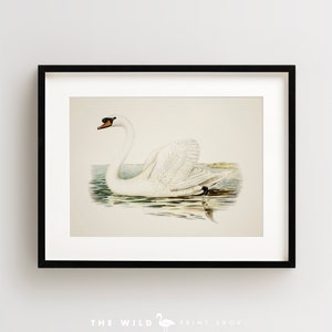 Vintage Bird Print, Mute Swan, Waterfowl Bird Print, Bird Wall Art, Bird Art, Horizontal