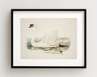 Vintage Bird Print, Mute Swan, Waterfowl Bird Print, Bird Wall Art, Bird Art, Horizontal