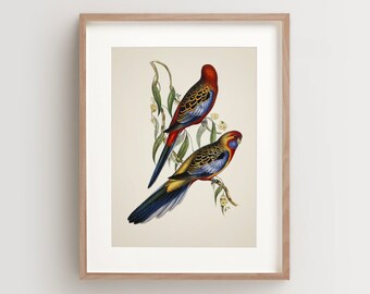 Vintage Parrot Print, Adelaide Parakeet Print, Parrot Print, Vintage Bird Print, Bird Wall Art, Bird Art Vertical