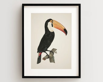 Toucan Print, Vintage Bird Print, Tropical Bird Print, Bird Wall Art, Bird Art Vertical