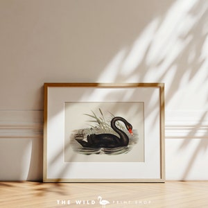 Vintage Bird Print, Black Swan Print, Coastal Bird Print, Bird Wall Art, Bird Art, Horizontal image 6