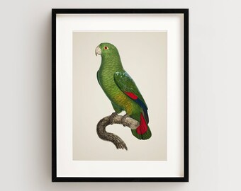 Vintage Parrot Print, Amazon Parrot Print, Parrot Print, Vintage Bird Print, Bird Wall Art, Bird Art Vertical