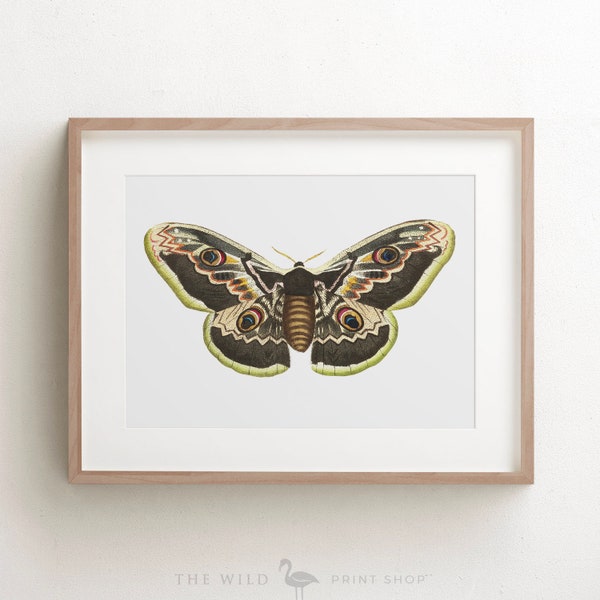 Butterfly Art Print - Etsy