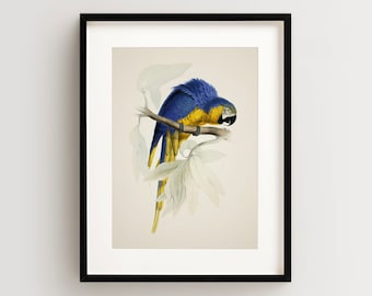 Vintage Parrot Print, Macaw Print, Parrot Print, Vintage Bird Print, Bird Wall Art, Bird Art Vertical