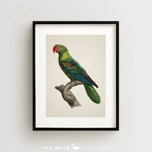 Vintage Parrot Print, Great Billed Parrot Print, Parrot Print, Vintage Bird Print, Bird Wall Art, Bird Art Vertical