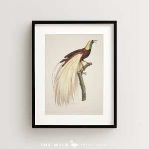 Bird of Paradise Print, Vintage Bird Print, Tropical Bird Print, Bird Wall Art, Bird Art Vertical