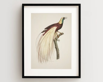 Bird of Paradise Print, Vintage Bird Print, Tropical Bird Print, Bird Wall Art, Bird Art Vertical