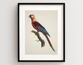 Vintage Parrot Print, Macaw Print, Parrot Print, Vintage Bird Print, Bird Wall Art, Bird Art Vertical
