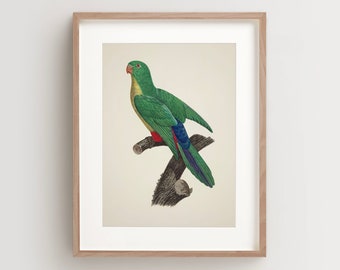 Vintage Parrot Print, Rose Ringed Parakeet Print, Parrot Print, Vintage Bird Print, Bird Wall Art, Bird Art Vertical