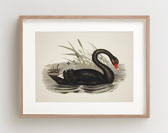 Vintage Bird Print, Black Swan Print, Coastal Bird Print, Bird Wall Art, Bird Art, Horizontal