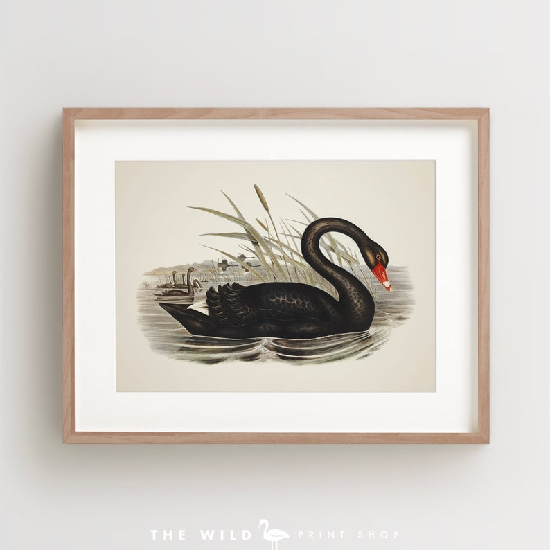 Vintage Bird Print, Black Swan Print, Coastal Bird Print, Bird Wall Art, Bird Art, Horizontal image 1