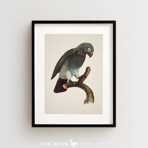 Vintage Parrot Print, Timneh African Grey Parrot Print, Parrot Print, Vintage Bird Print, Bird Wall Art, Bird Art Vertical