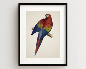 Vintage Parrot Print, Macaw Print, Parrot Print, Vintage Bird Print, Bird Wall Art, Bird Art Vertical