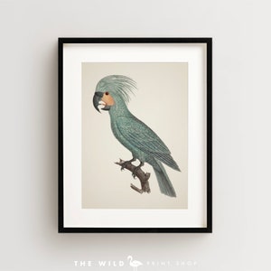 Vintage Parrot Print, Palm Cockatoo Print, Parrot Print, Vintage Bird Print, Bird Wall Art, Bird Art Vertical