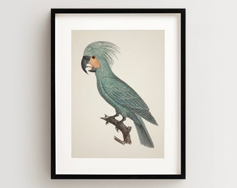 Vintage Parrot Print, Palm Cockatoo Print, Parrot Print, Vintage Bird Print, Bird Wall Art, Bird Art Vertical
