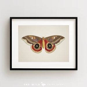 Vintage Butterfly Print, Butterfly Art Print, Butterfly Wall Art, Horizontal