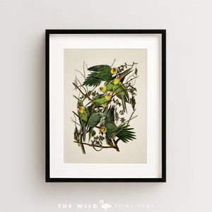 Vintage Bird Print, Carolina Parrot Print, Bird Wall Art, Audubon Bird Print, Bird Art Vertical