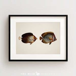 Vintage Fish Print, Tropical Fish Print, Fish Wall Art, Nautical Print, Horizontal