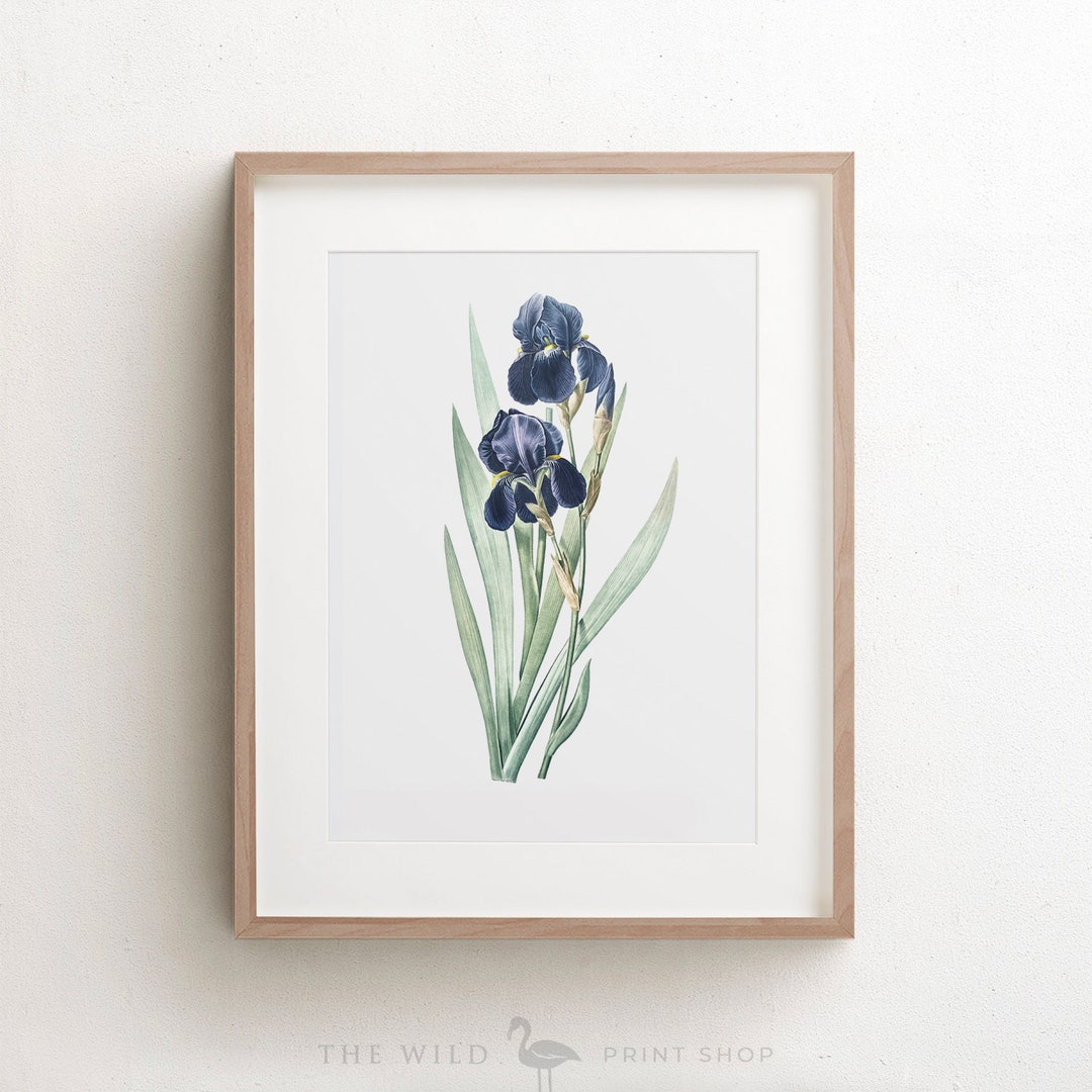 Vintage Flower Print Iris Print Blue Flower Print Antique - Etsy