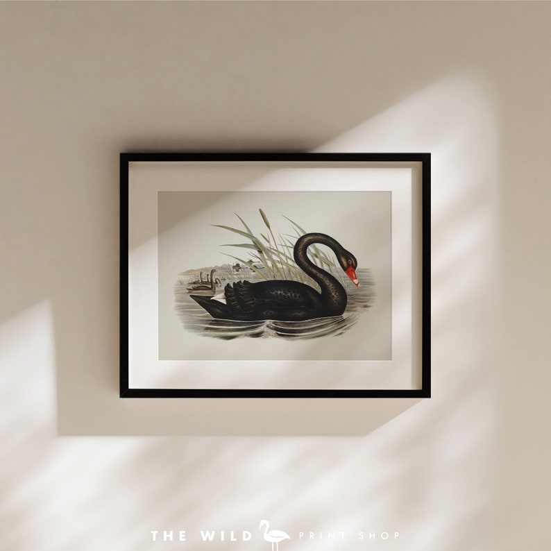 Vintage Bird Print, Black Swan Print, Coastal Bird Print, Bird Wall Art, Bird Art, Horizontal image 7