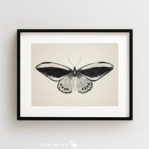 May include: A black and white illustration of a butterfly with a detailed wing pattern. The butterfly is centered in the image against a light beige background.