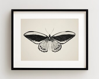 Vintage Butterfly Print, Butterfly Art Print, Butterfly Wall Art, Horizontal