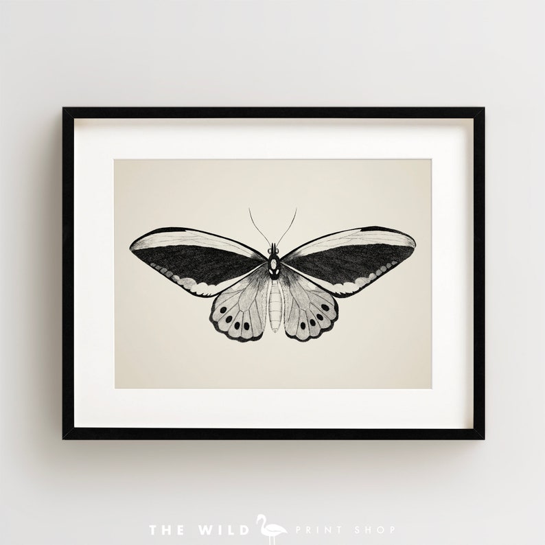 May include: A black and white illustration of a butterfly with a detailed wing pattern. The butterfly is centered in the image against a light beige background.