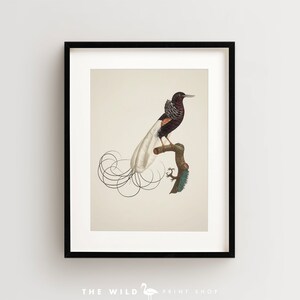 Bird of Paradise Print, Vintage Bird Print, Tropical Bird Print, Bird Wall Art, Bird Art Vertical