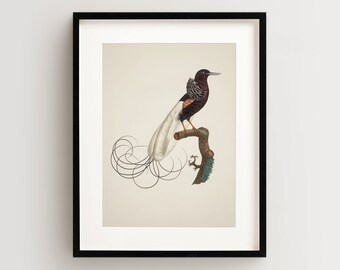 Bird of Paradise Print, Vintage Bird Print, Tropical Bird Print, Bird Wall Art, Bird Art Vertical