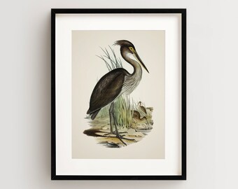 Vintage Bird Print, Heron Print, Coastal Bird Print, Bird Wall Art, Bird Art Vertical
