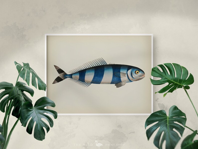 Fish Wall Art Vintage Fish Print Tropical Fish Print Nautical Print